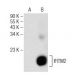 IFITM2 Antibody (A-6) - Western Blotting - Image 146467