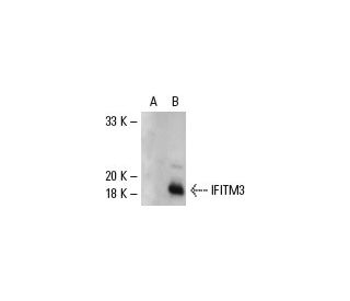IFITM3 Antibody (F-41) - Western Blotting - Image 127039