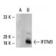 IFITM3 Antibody (F-41) - Western Blotting - Image 127039