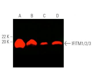 IFITM1/2/3 Antibody (F-12) - Western Blotting - Image 389768