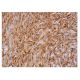 IFN-α Antibody (F-7) - Immunohistochemistry - Image 350222 