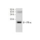 IFN-α Antibody (F-7) - Western Blotting - Image 160510