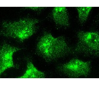 immunofluorescence image from recommended IFN-α/βRα (H-11) monoclonal antibody replacement. Image 145955