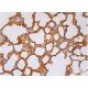 IFN-αR1 Antibody (MAR1-5A3) - Immunohistochemistry - Image 386559