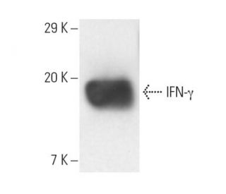 IFN-&gamma; Antibody (3F1E3) - Western Blotting - Image 10103