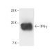 IFN-γ Antibody (3F1E3) - Western Blotting - Image 10103