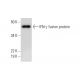 IFN-γ/Interferon gamma Antibody (A-9) - Western Blotting - Image 290073