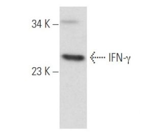 IFN-&gamma;/Interferon gamma Antibody (A-9) - Western Blotting - Image 357445 