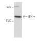 IFN-γ/Interferon gamma Antibody (A-9) - Western Blotting - Image 357445 