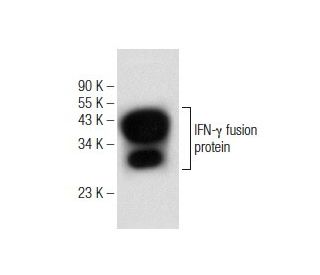 IFN-&gamma; Antibody (E-10) - Western Blotting - Image 146558