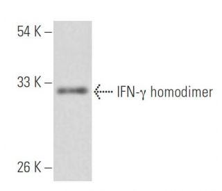 IFN-&gamma; Antibody (F12) - Western Blotting - Image 15540