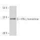 IFN-γ Antibody (F12) - Western Blotting - Image 15540