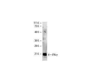 IFN-&gamma; Antibody (G-23) - Western Blotting - Image 2675 