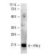 IFN-γ Antibody (G-23) - Western Blotting - Image 2675 