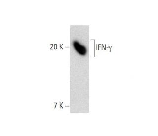 IFN-&gamma; Antibody (G-30) - Western Blotting - Image 138577 