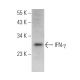 IFN-γ Antibody (G-30) - Western Blotting - Image 378662