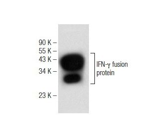 western blotting image from recommended IFN-&gamma;/Interferon gamma (E-10) monoclonal antibody replacement. Image 146558