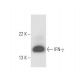 IFN-γ/Interferon gamma Antibody (XMG1.2) - Western Blotting - Image 16430