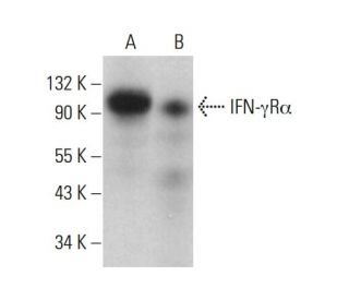 IFN-γRα Antibody (GIR-94) - Western Blotting - Image 378195