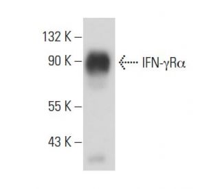 IFN-&gamma;R&alpha; Antibody (F-6) - Western Blotting - Image 15880