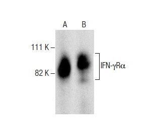 western blotting image from recommended IFN-&gamma;R&alpha; (GIR-94) monoclonal antibody replacement. Image 284356