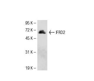 IFRD2 Antibody (DD-Z) - Western Blotting - Image 54308 