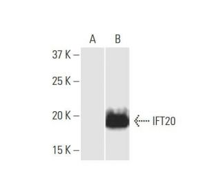 IFT20 Antibody (3F3) - Western Blotting - Image 352225 