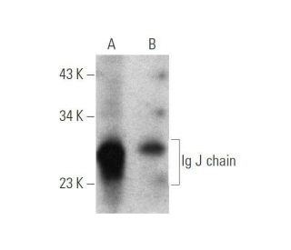 Ig J chain Antibody (F-12) - Western Blotting - Image 350809 