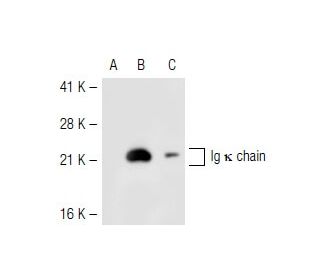 Ig chain Antibody (MEM-09) | SCBT - Santa Cruz Biotechnology