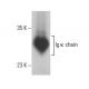 Ig κ chain Antibody (OX20) - Western Blotting - Image 395720