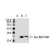 Ig κ light chain Antibody (2G5-14) - Western Blotting - Image 32246