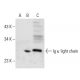 Ig κ light chain Antibody (GA160) - Western Blotting - Image 32243
