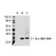 Ig κ light chain Antibody (mAHuIgk) - Western Blotting - Image 32248