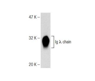 Ig &lambda; chain Antibody (48) - Western Blotting - Image 141632