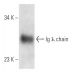 Ig λ chain Antibody (Rs4) - Western Blotting - Image 14009 