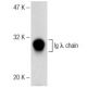 Ig λ chain Antibody (Rs4) - Western Blotting - Image 141635