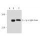 Ig λ light chain Antibody (4G7) - Western Blotting - Image 30459
