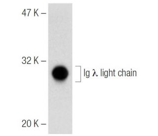 Ig &lambda; light chain Antibody (4G7) - Western Blotting - Image 141636 