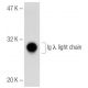 Ig λ light chain Antibody (4G7) - Western Blotting - Image 141636 