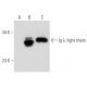 Ig λ light chain Antibody (A2A-5) - Western Blotting - Image 30463