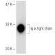 Ig λ light chain Antibody (A2A-5) - Western Blotting - Image 141637 