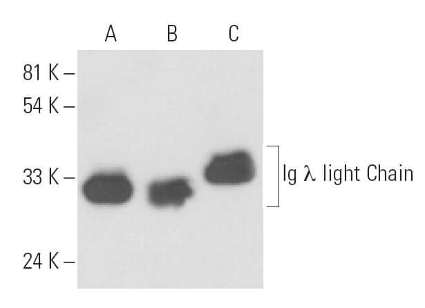 Ig λ light chain Antibody (ICO106) SCBT - Santa Cruz Biotechnology