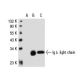 Ig λ light chain Antibody (JDC-12) - Western Blotting - Image 30457 
