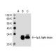 Ig λ light chain Antibody (mAHuIgL) - Western Blotting - Image 30461