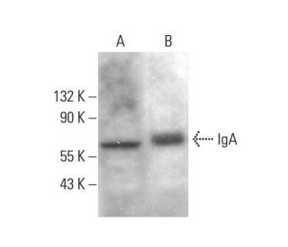 IgA Antibody (A-9) | SCBT - Santa Cruz Biotechnology