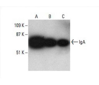 Iga Antibody (a-9) 