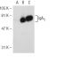 IgA Antibody (AD3) - Western Blotting - Image 31422