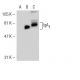 IgA Antibody (mAHuIgA-1&amp;2) - Western Blotting - Image 31426