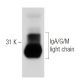 IgA/G/M light chain Antibody (7A9) - Western Blotting - Image 31428