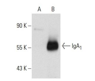 IgA (B-12): sc-166334. Western blot analysis of IgA<sub>1</sub> expression in... 
